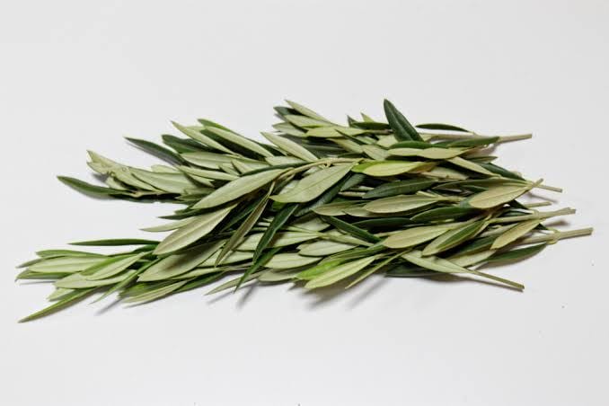100Gram - Olive leaves (dried on order) *Medicinal