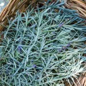 100Gram - Lavender leaves (dried on order) *Tea/Medicinal