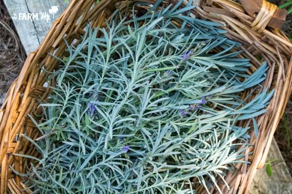 100Gram - Lavender leaves (dried on order) *Tea/Medicinal