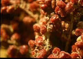 100Gram - Sicilian Sumac *Spice/Medicinal