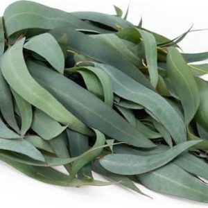 100Gram - eucalyptus leaves (dried on order) *Medicinal