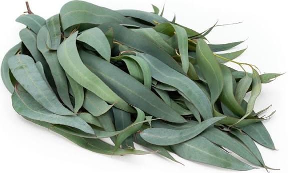 100Gram - eucalyptus leaves (dried on order) *Medicinal
