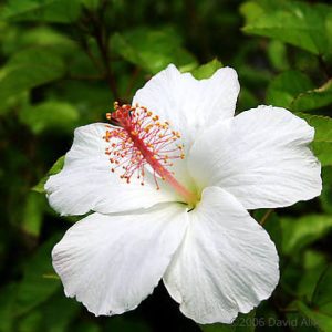 3 cuttings - Hibiscus * single pure white