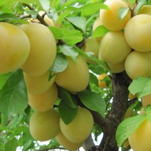 1 plant /tree (approx 1m) - Prunus  (goccia d oro plum)