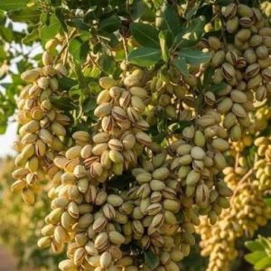 1 plant /tree (approx 1m) - pistachio  (Pistacia vera) *female