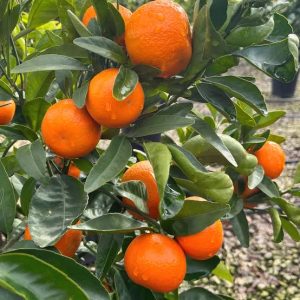 3 cuttings - Citrus Reticulata (Tango mandarin)