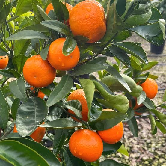3 cuttings - Citrus Reticulata (Tango mandarin)