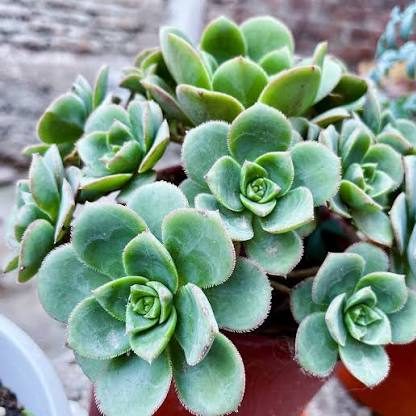 2 head cuttings - Aeonium haworthii