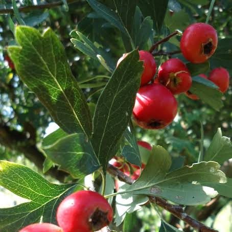 1 plant /tree (approx 1m) - Crataegus azarolus (azzeruolo red)