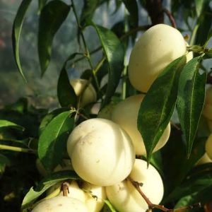 1 plant/tree (approx 1m) - Prunus persica (ice, white peach) * rare