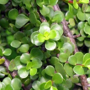 2 cuttings - Portulacaria afra jacq (Elefant bush)