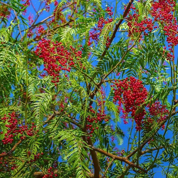 3 cuttings - Schinus molle (False pepper tree)